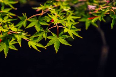 Hogonin Bahçeleri'nde ışıklı sonbahar yaprakları, Arashiyama, Kyoto, Japonya. 