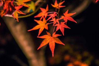 Hogonin Bahçeleri'nde ışıklı sonbahar yaprakları, Arashiyama, Kyoto, Japonya. 