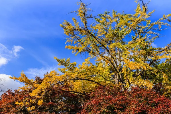 Kolorowe Klonowe Jesienne Drzewa Okochi Sanso Garden Arashiyama Japonia — Zdjęcie stockowe