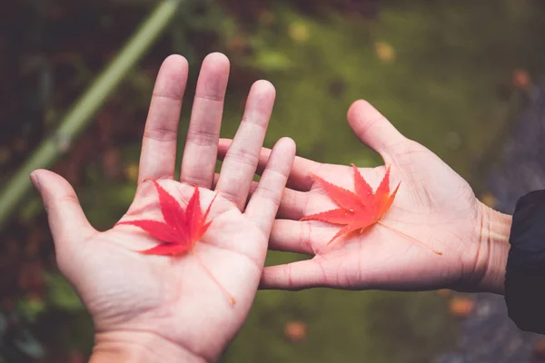 Schöne Japanische Rote Ahornblätter Der Hand Des Paares — Stockfoto