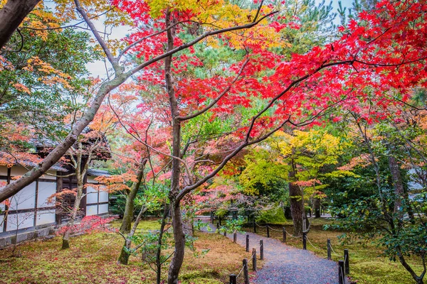 Piękne Jesienne Dekoracje Kolorowych Drzew Klonu Ogrodzie Japońskim Arashiyama Kioto — Zdjęcie stockowe