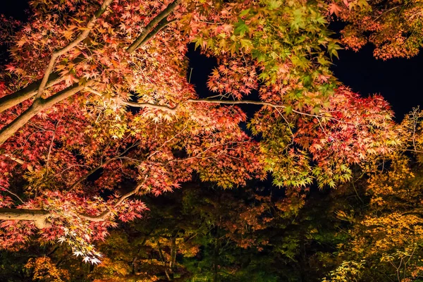 Beleuchtetes Herbstlaub Hogonin Gärten Arashiyama Kyoto Japan — Stockfoto