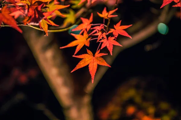 Podświetlane Jesienne Liście Hogonin Gardens Arashiyama Kioto Japonia — Zdjęcie stockowe
