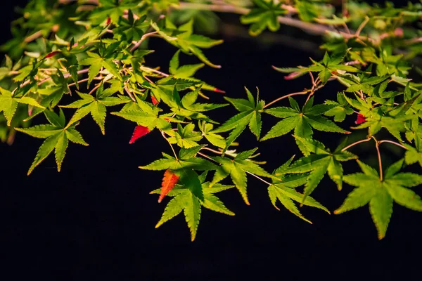 Podświetlane Jesienne Liście Hogonin Gardens Arashiyama Kioto Japonia — Zdjęcie stockowe