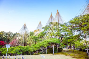 Kanazawa, Japonya - 24 Kasım 2018: Bu örümcek ağı yukitsuri denilen halatlar, Kenrokuen Garden'daki çam ağaçlarını ezmesini önlemek için kullanılan bir tekniktir.