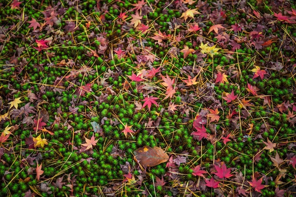 Bunte Gefallene Ahornblätter Auf Grünem Moos Garten Kenrokuen — Stockfoto