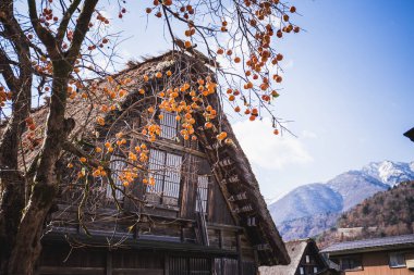 Shirakawa-go, Japonya'da köyün etrafında meyve ile hurmon ağacı.