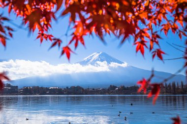 Japonya'da Kawaguchiko Gölü'nde akçaağaç yaprakları ile renkli sonbahar sezonu ve Fuji Dağı
