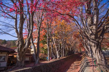Fujikawaguchiko, Japonya - 27 Kasım 2018: En popüler sonbahar yaprakları nokta Momiji Kairo da sonbahar renk yaprakları ile 60 akçaağaç ağaçları ile kaplı bir geçit Maple Koridor olarak biliyorum.