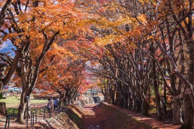 Fujikawaguchiko, Japonya - 27 Kasım 2018: En popüler sonbahar yaprakları nokta Momiji Kairo da sonbahar renk yaprakları ile 60 akçaağaç ağaçları ile kaplı bir geçit Maple Koridor olarak biliyorum.