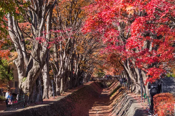 Fujikawaguchiko Japonya Kasım 2018 Popüler Sonbahar Yaprakları Nokta Momiji Kairo — Stok fotoğraf