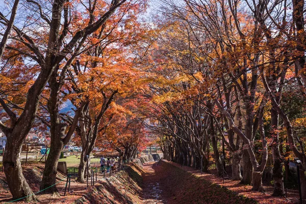 Fujikawaguchiko Japonya Kasım 2018 Popüler Sonbahar Yaprakları Nokta Momiji Kairo — Stok fotoğraf