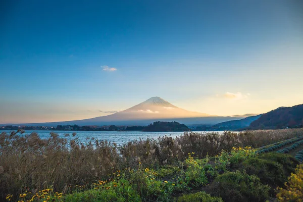 Mt. Fuji over Lake Kawaguchiko with flower garden at sunset in Fujikawaguchiko, Japan.