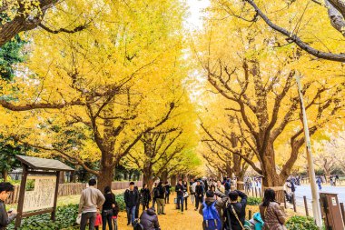 Tokyo, Japonya-2 Aralık 2018: Meiji Jingu Gaien, Ginkgo ağaçları ile kaplı Bulvar ile ünlü olan Tokyo 'nun merkezi alanında görüş gösteren sonbahar yaprakları için en popüler yerdir..