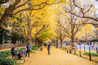 Tokyo, Japonya-2 Aralık 2018: Meiji Jingu Gaien, Ginkgo ağaçları ile kaplı Bulvar ile ünlü olan Tokyo 'nun merkezi alanında görüş gösteren sonbahar yaprakları için en popüler yerdir..