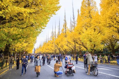 Tokyo, Japonya-2 Aralık 2018: Meiji Jingu Gaien, Ginkgo ağaçları ile kaplı Bulvar ile ünlü olan Tokyo 'nun merkezi alanında görüş gösteren sonbahar yaprakları için en popüler yerdir..