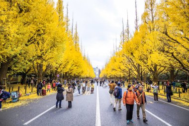 Tokyo, Japonya-2 Aralık 2018: Meiji Jingu Gaien, Ginkgo ağaçları ile kaplı Bulvar ile ünlü olan Tokyo 'nun merkezi alanında görüş gösteren sonbahar yaprakları için en popüler yerdir..