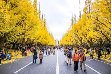 Tokyo, Japan - December 2, 2018: Meiji Jingu Gaien is the most popular spot for autumn leaves viewing in the central area of Tokyo, which is famous for the avenue lined with Ginkgo trees. clipart
