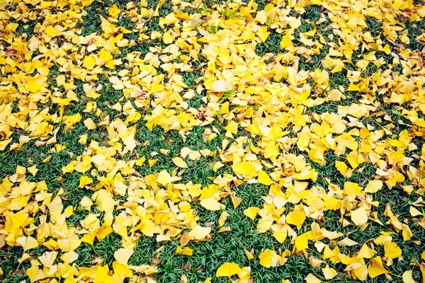 Żółte Liście Ginkgo Spadnie Podłodze Trawy Meiji Jingu Gaien Park — Zdjęcie stockowe