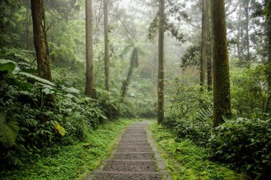 Xitou Doğa Eğitim Alanı Nantou Lugu İlçesi bulunan, Tayvan. Xitou Köyü bol doğal kaynaklara ev sahipliği yapmaktadır. Xitou bol yağmurlar vardır ve serin ve nemli tüm yıl boyunca.