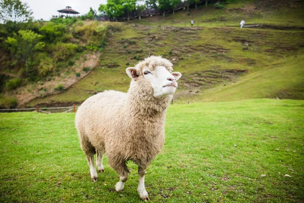 Uma Ovelha Qingjing Farm Taiwan — Fotografia de Stock
