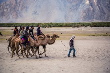 Nubra vadisi, Jummu, Leh ladakh, Hindistan - 20 Haziran 2019: Turistler Hundar, Leh 'teki kum tepelerinde Bactrian develerine biniyorlar.