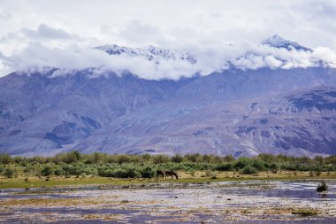 Nubra Vadisi 'nin muhteşem manzarası.