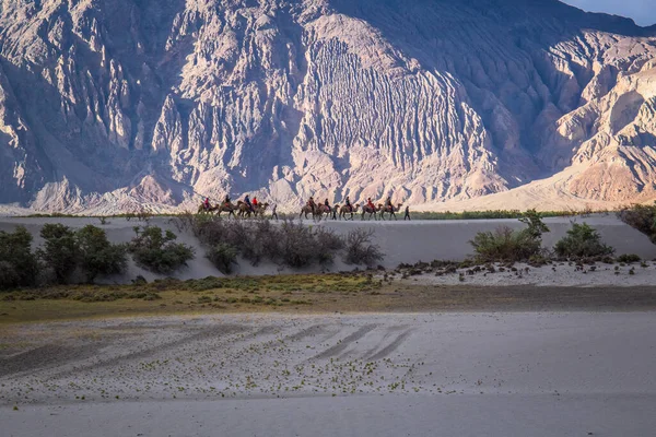 Hunder Mais Popular Para Passeios Camelo Deserto Frio Alta Altitude — Fotografia de Stock