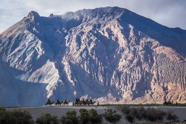 Hunder Mais Popular Para Passeios Camelo Deserto Frio Alta Altitude — Fotografia de Stock