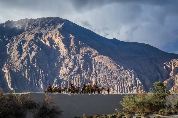 Hunder Mais Popular Para Passeios Camelo Deserto Frio Alta Altitude — Fotografia de Stock