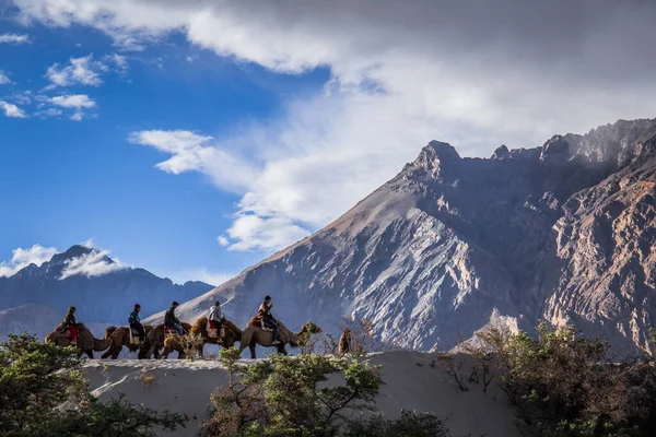 Hunder Mais Popular Para Passeios Camelo Deserto Frio Alta Altitude — Fotografia de Stock