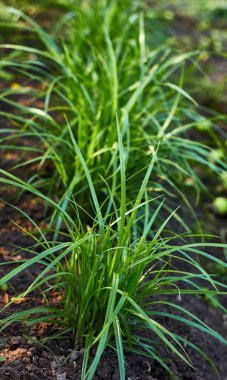 Somun saz, açık havada yatak, dikey, closeup büyüyen dünya badem bitki