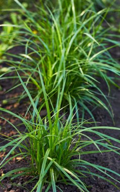 Somun saz, yatak, açık havada dikey büyüyen dünya badem bitki, makro