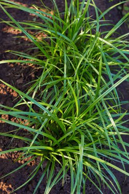 Somun saz, açık havada yatak, dikey, closeup büyüyen dünya badem bitki