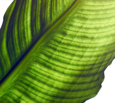 STERLİÇYA hücreleri ve damarlar ile yaprak görünür, makro, yakın çekim, izole beyaz arka plan üzerinde