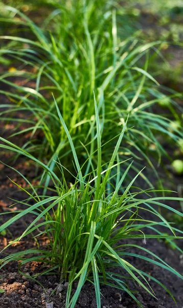 Somun saz, açık havada yatak, dikey, closeup büyüyen dünya badem bitki