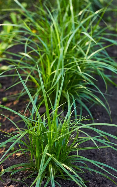 Somun saz, yatak, açık havada dikey büyüyen dünya badem bitki, makro