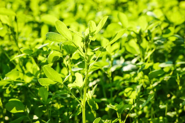 Alfalfa, lucerne plant growing outdoors in the field  under sun lights, backlit, background, close-up