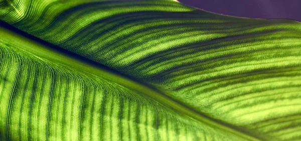 Hoja Strelitzia Con Células Venas Son Visibles Macro Primer Plano —  Fotos de Stock