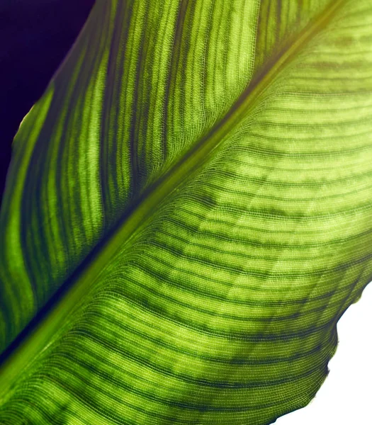 Leaf Strelitzia Cells Veins Visible Macro Close Isolated White Background — Stock Photo, Image