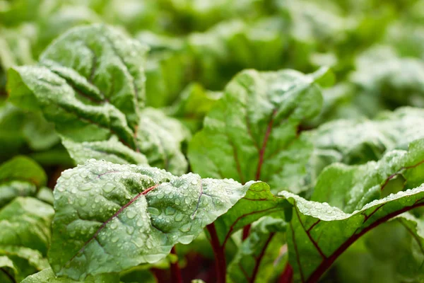 Yağmur sonra yatağa kırmızı pancar bitki yaprakları su, parlak damlaları ile yakın çekim