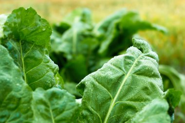 Alanın yumuşak bulanık arka planında yeşil pancar yaprakları, kopyalama alanı