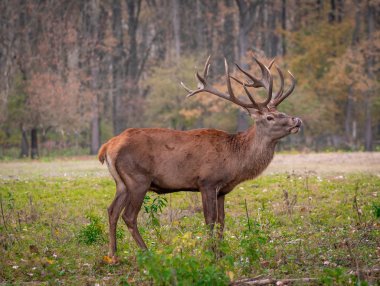 Kızıl geyik sonbahar orman