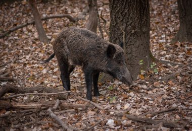 Ormanda yaban domuzu