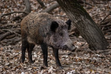 Ormanda yaban domuzu