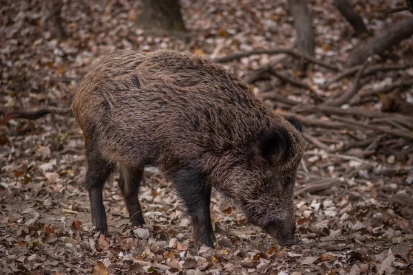 Wild Boar Forest — Stock Photo, Image
