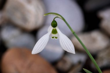 İlkbaharda ilk çiçek, ormanda kardelen