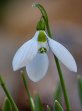 İlkbaharda ilk çiçek, ormanda kardelen