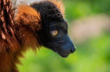 Kabarık bir lemur portresi, nadir ve ilginç hayvan