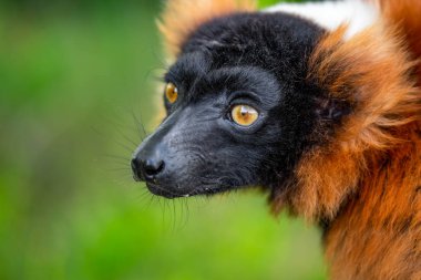 Kabarık bir lemur portresi, nadir ve ilginç hayvan
